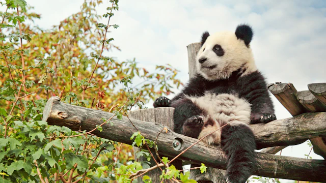 Schönbrunn Zoo